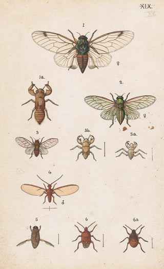 George Hudson - Original hand painted plate for the Manual of New Zealand Entomology Plate XX.webp