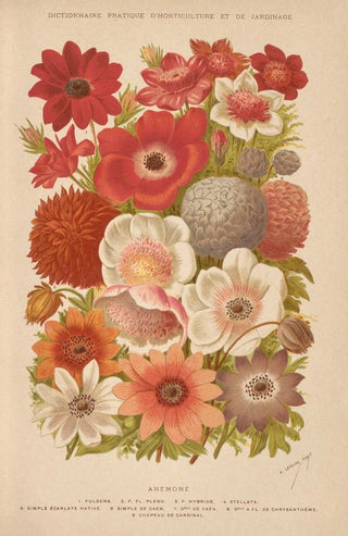 George Nicholson - Dictionnaire pratique dhorticulture Pl02.webp