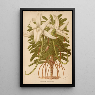 George Nicholson - Dictionnaire pratique dhorticulture Pl03.webp