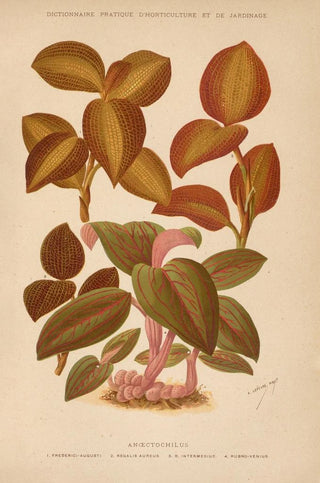 George Nicholson - Dictionnaire pratique dhorticulture Pl04.webp