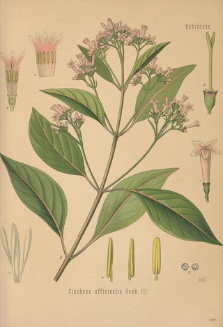 George Nicholson - Dictionnaire pratique dhorticulture Pl11.webp