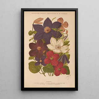 George Nicholson - Dictionnaire pratique dhorticulture Pl13.webp