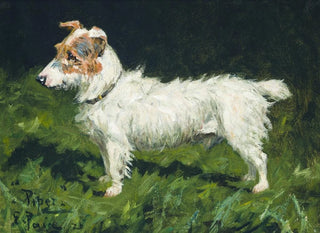 George Paice - Piper A Jack Russell Terrier.webp