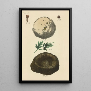 George Sampson Valentine Wills - A Manual of Vegetable Materia Medica Pl01.webp