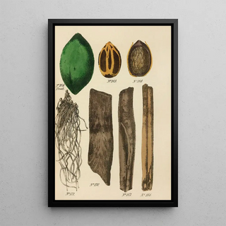 George Sampson Valentine Wills - A Manual of Vegetable Materia Medica Pl08.webp