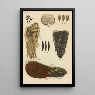 George Sampson Valentine Wills - A Manual of Vegetable Materia Medica Pl12.webp