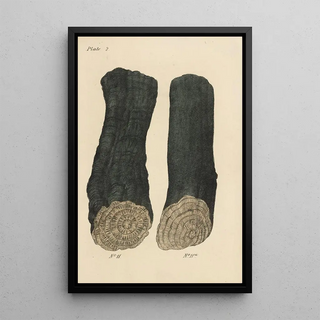 George Sampson Valentine Wills - A Manual of Vegetable Materia Medica Pl14.webp