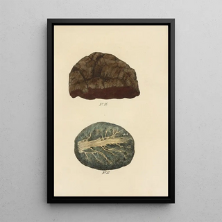 George Sampson Valentine Wills - A Manual of Vegetable Materia Medica Pl15.webp