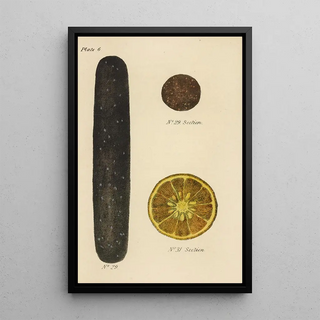 George Sampson Valentine Wills - A Manual of Vegetable Materia Medica Pl20.webp