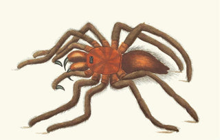 George Shaw - BIRDCATCHING SPIDER.webp