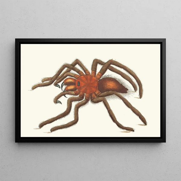 George Shaw - BIRDCATCHING SPIDER.webp