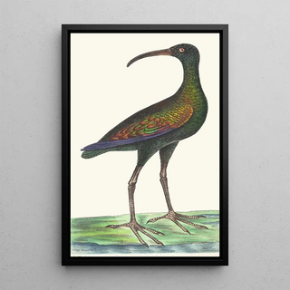 George Shaw - Brasilian Curlew.webp