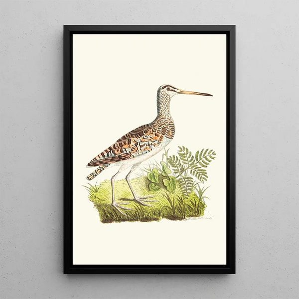 George Shaw - Chinese Snipe.webp