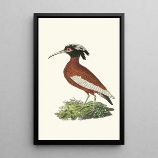 George Shaw - Crested Ibis.webp