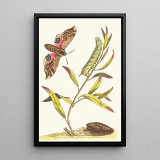 George Shaw - EYED HAWKMOTH.webp