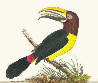 Toucan vert - George Shaw — näkymä teoksesta