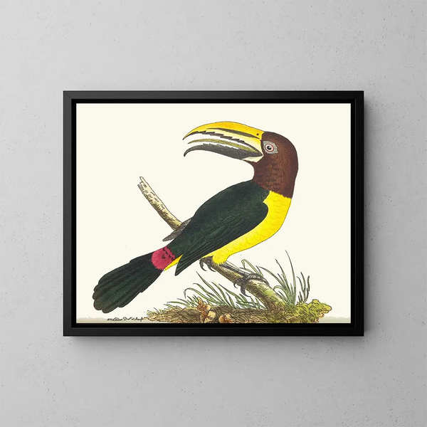 Toucan vert - George Shaw — kehystetty taideteos seinällä
