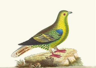 George Shaw - Madagascar Pigeon.webp