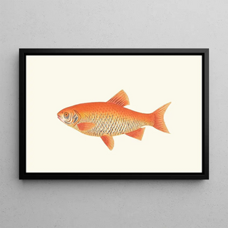 George Shaw - Orange Carp.webp