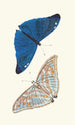 Papilio Adonis - George Shaw — näkymä teoksesta