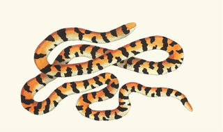 George Shaw - THE PAINTED SNAKE.webp