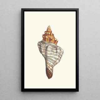 George Shaw - Trapezial Murex.webp