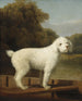 Caniche blanc dans un punt - George Stubbs — näkymä teoksesta