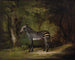 Zèbre - George Stubbs — näkymä teoksesta