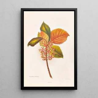 Georgina Burne Hetley - Aristotelia Racemosa.webp