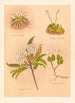 Celmisia longifolia Celmisia glandulosa Olearia ilicifolia - Georgina Burne Hetley — näkymä teoksesta