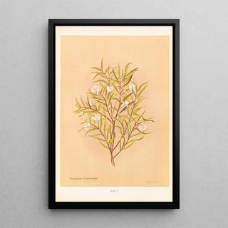 Georgina Burne Hetley - Denrobium Cunninghamii.webp