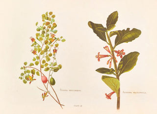 Fuchsia procumbens - Georgina Burne Hetley — näkymä teoksesta