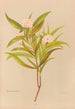 Pimelea longifolia - Georgina Burne Hetley — näkymä teoksesta