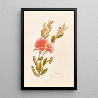 Georgina Burne Hetley - Pohotukawa Metrosideros Tomentosa.webp