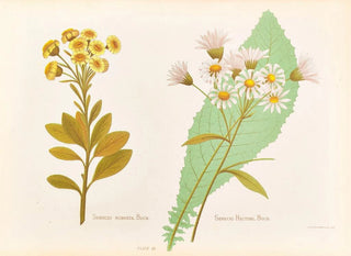 Senecio robuste Senecio Hectori - Georgina Burne Hetley — näkymä teoksesta