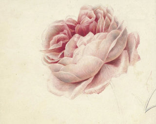 Roses roses - Georgius Jacobus Johannes van Os — näkymä teoksesta