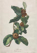 Viljelty mespilipuu Mespilus germanica - Gerard van Spaendonck — näkymä teoksesta