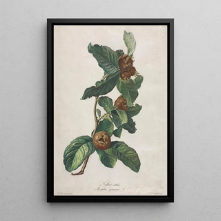 Gerard van Spaendonck - Cultivated Medlar Mespilus germanica.webp