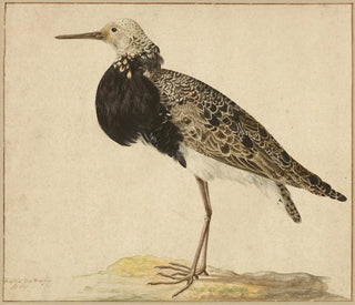 Ruff-maalaus seisoma-asennossa - Gerardus van Veen — näkymä teoksesta