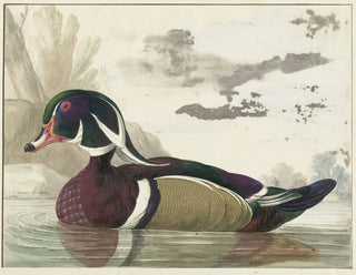 Canard de Caroline - Gerrit van den Heuvel — näkymä teoksesta