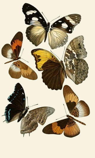 Gesellschaft Isis in Dresden - Deutsche entomologische Zeitschrift pl 2.webp