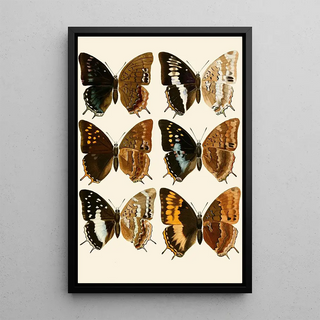 Gesellschaft Isis in Dresden - Deutsche entomologische Zeitschrift pl 3.webp