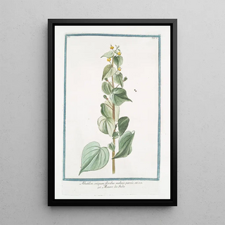 Giorgio Bonelli - Abutilon crispum floribus melinis parvis Mauve des Indes.webp