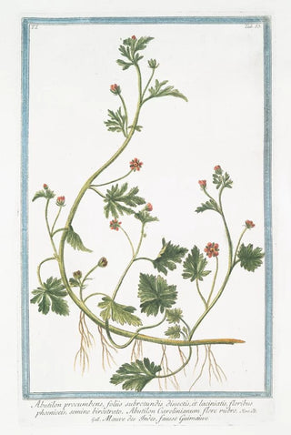 Giorgio Bonelli - Abutilon procumbens foliis subrotundis dissectis et laciniatis floribus phoeniceis semine birostrato Abutilon Carolinianum flore rubro Mauve des Indes fausse Guimmauve.webp