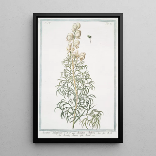 Giorgio Bonelli - Aconitum salutiferum Aconitum Anthora Aconito Anthora Aconit Yellow monkshood Pyrenees monkshood.webp