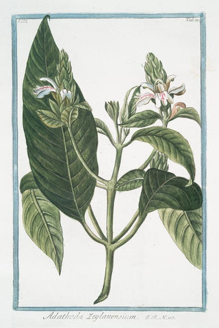 Giorgio Bonelli - Adathoda Zeylanensium.webp