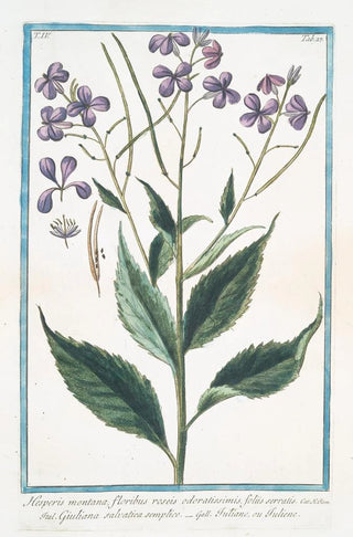 Giorgio Bonelli - Hesperis montana floribus roseis odoratissimis foliis serratis Giuliana salvatica semplice Tutiane ou Tuliene Sweet Rocket.webp