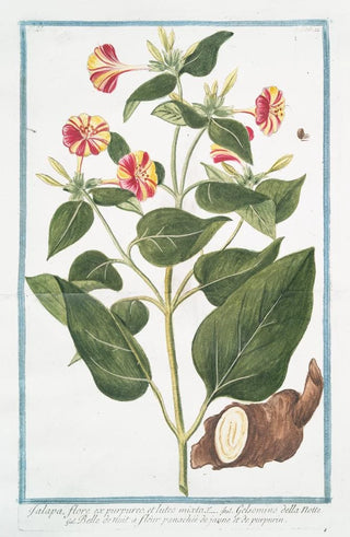 Giorgio Bonelli - Jalapa flore ex purpureo et lutes mixto Gelsomino della notte Belle de nuit a flur panach de jaune et de purpurin.webp