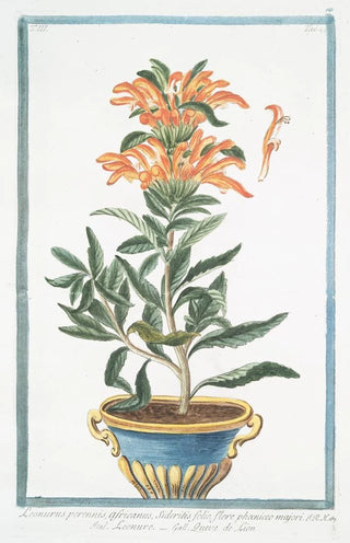 Giorgio Bonelli - Leonurus perennis Africanus Sideritis folio flore phoeniceo majori Leonuro Queve de Lion Lions tail.webp
