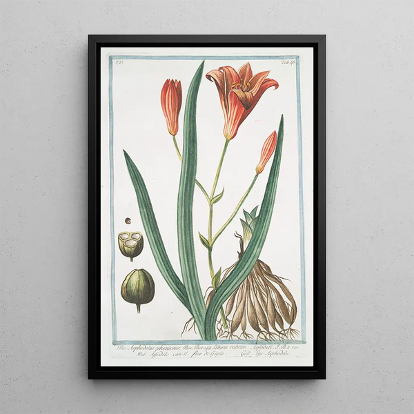Lilio Asphodeluspheniceus Lilium rubrum Asfodelo con il fior di Giglio Lys Asphodele - Giorgio Bonelli — kehystetty taideteos seinällä